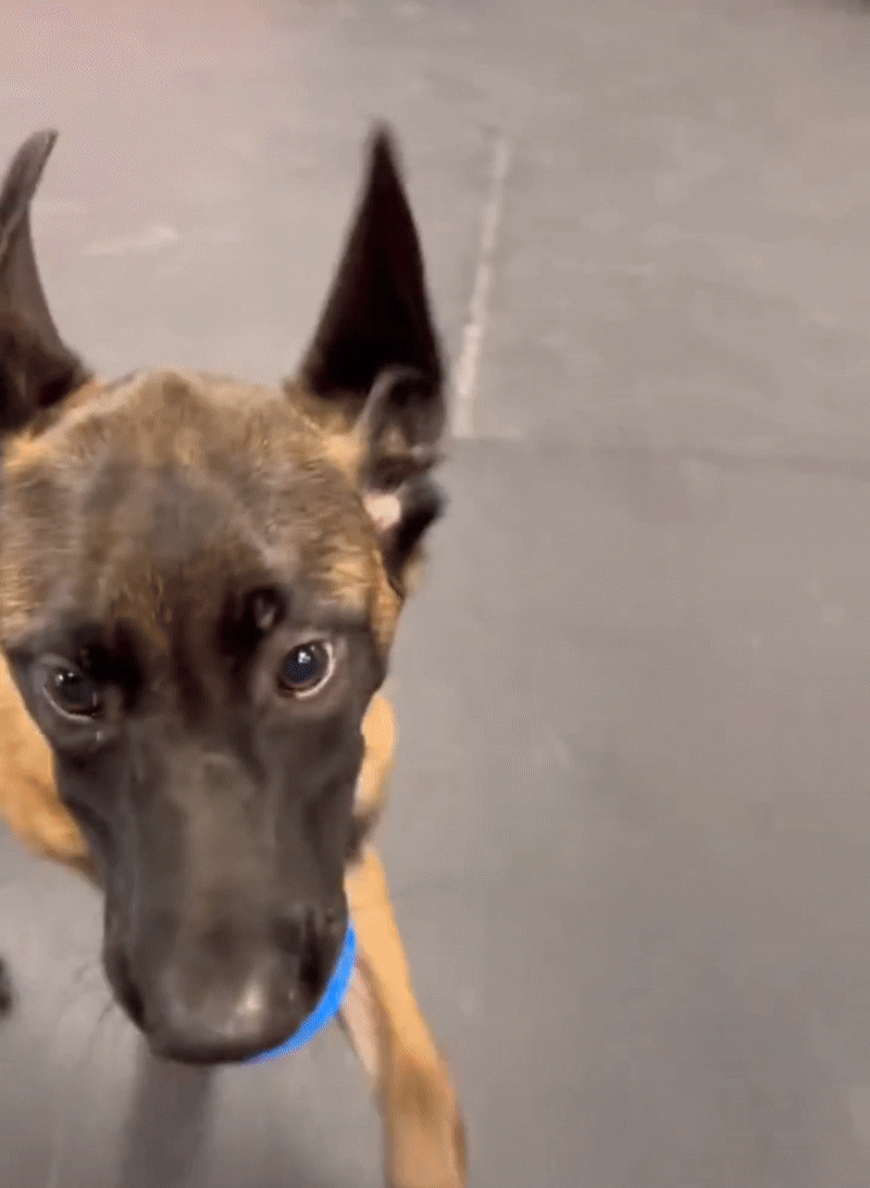 Furble™ Ball | FREE Today