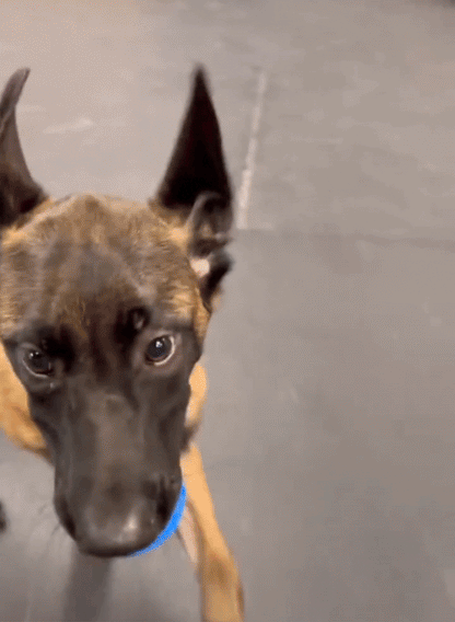 Furble™ Ball | FREE Today